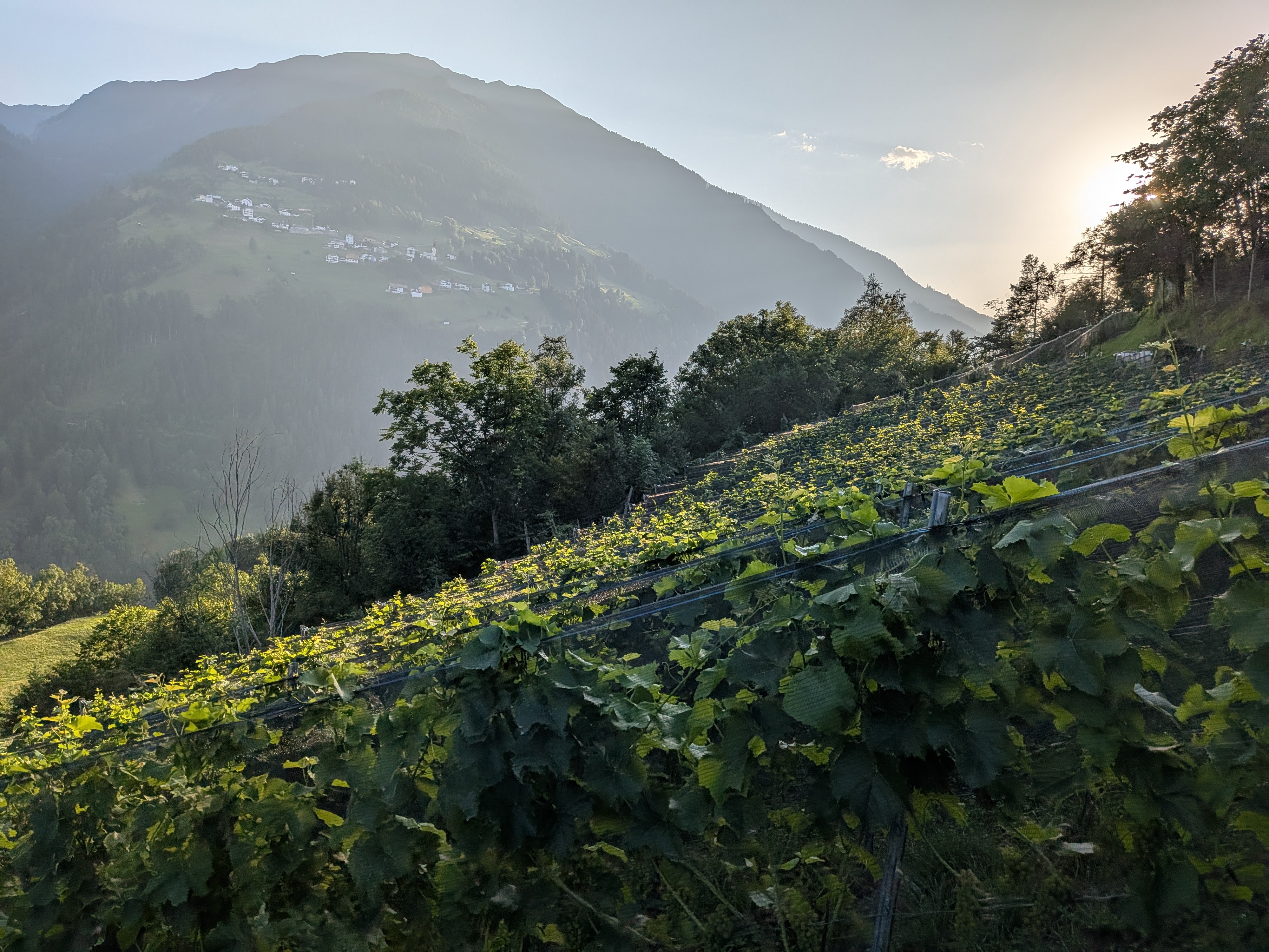 Der Wille Weinberg im goldenen Abendlicht